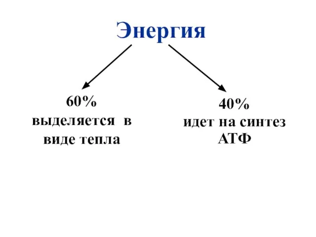 Энергия 60% выделяется в виде тепла 40% идет на синтез АТФ