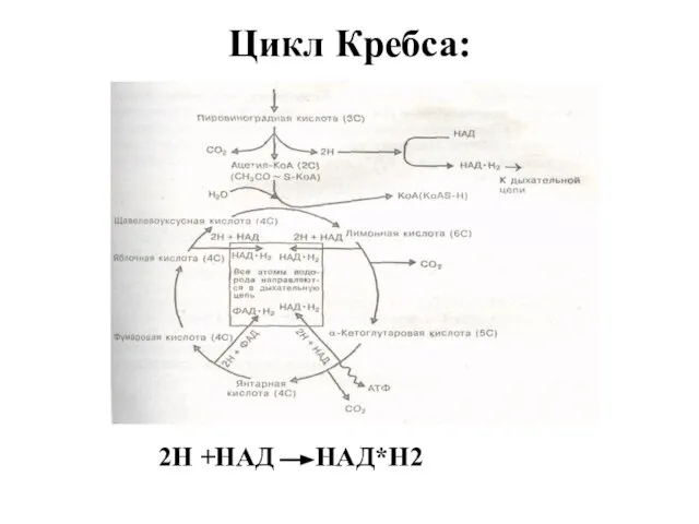 Цикл Кребса: 2Н +НАД НАД*Н2