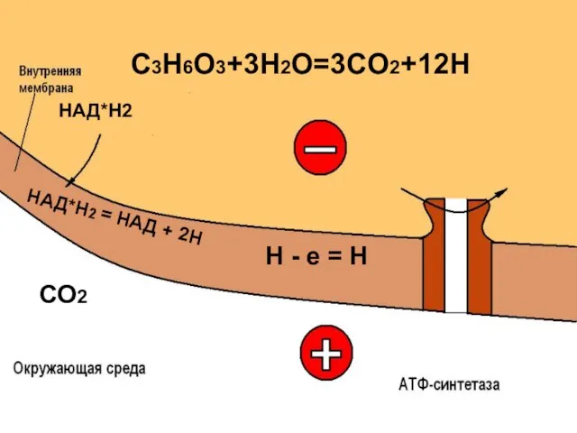 C3H6O3+3H2O=3CO2+12H СО2 Н - е = Н НАД*Н2 НАД*Н2 = НАД + 2Н