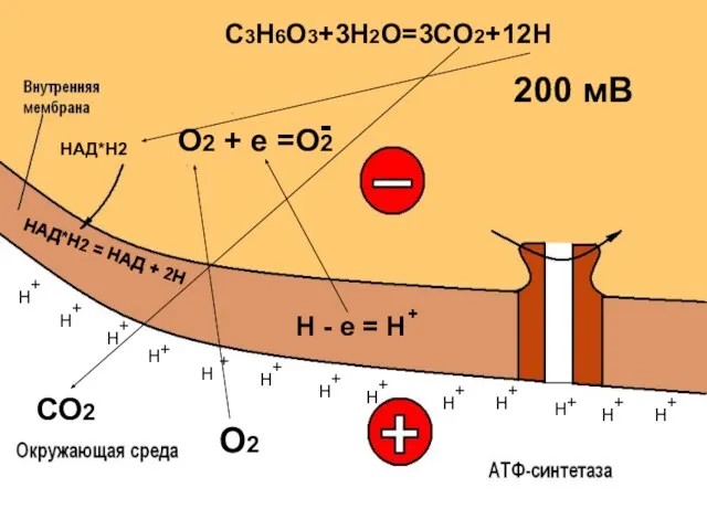НАД*Н2 = НАД + 2Н СО2 О2 + + + + +
