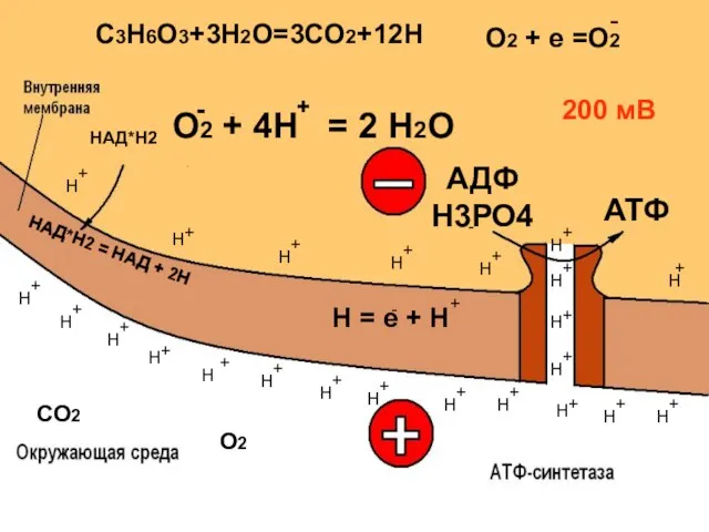 СО2 Н = е + Н О2 + 4Н = 2 Н2О