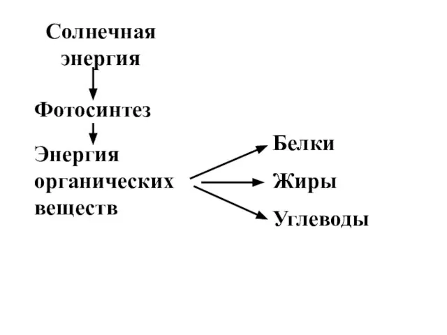 Солнечная энергия Фотосинтез Энергия органических веществ Белки Жиры Углеводы