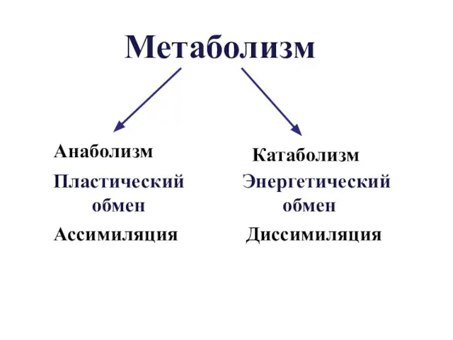 Метаболизм Пластический обмен Ассимиляция Анаболизм Энергетический обмен Диссимиляция Катаболизм