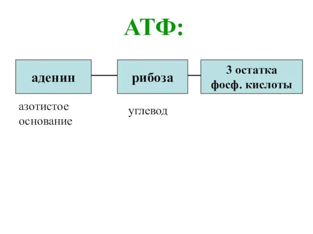 АТФ: аденин рибоза 3 остатка фосф. кислоты азотистое основание углевод