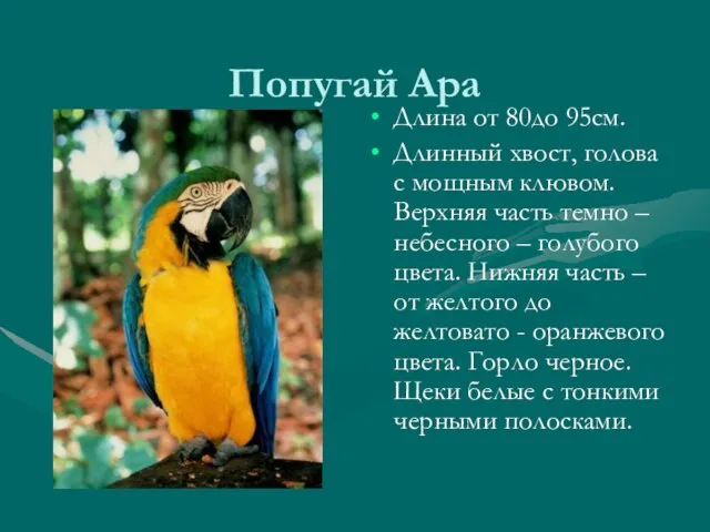 Попугай Ара Длина от 80до 95см. Длинный хвост, голова с мощным клювом.