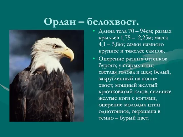 Орлан – белохвост. Длина тела 70 – 94см; размах крыльев 1,75 –