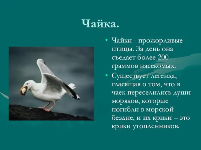 Чайка. Чайки - прожорливые птицы. За день она съедает более 200 граммов