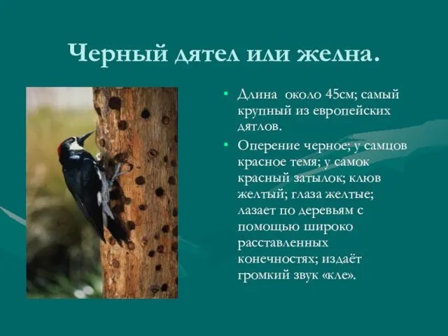 Черный дятел или желна. Длина около 45см; самый крупный из европейских дятлов.