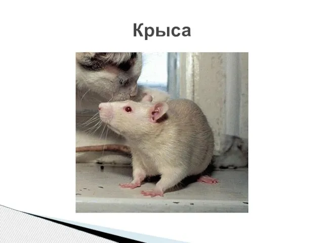 Крыса