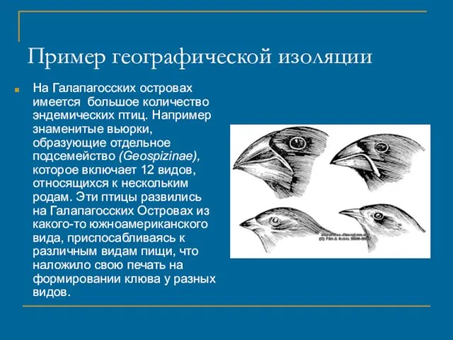 Пример географической изоляции На Галапагосских островах имеется большое количество эндемических птиц. Например