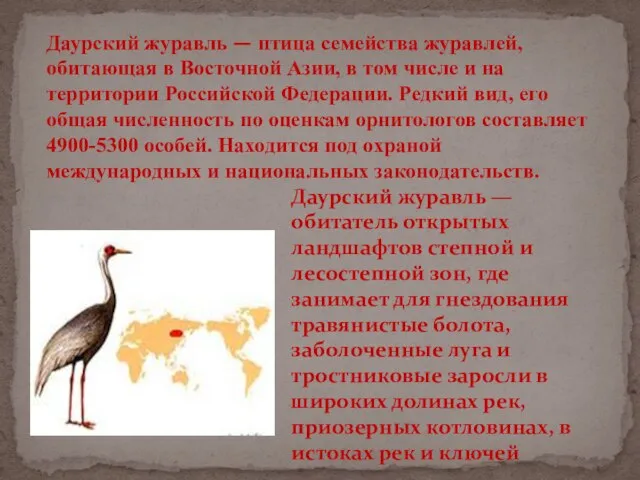 Даурский журавль — птица семейства журавлей, обитающая в Восточной Азии, в том