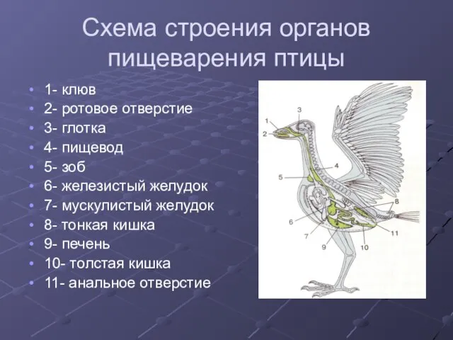 Схема строения органов пищеварения птицы 1- клюв 2- ротовое отверстие 3- глотка