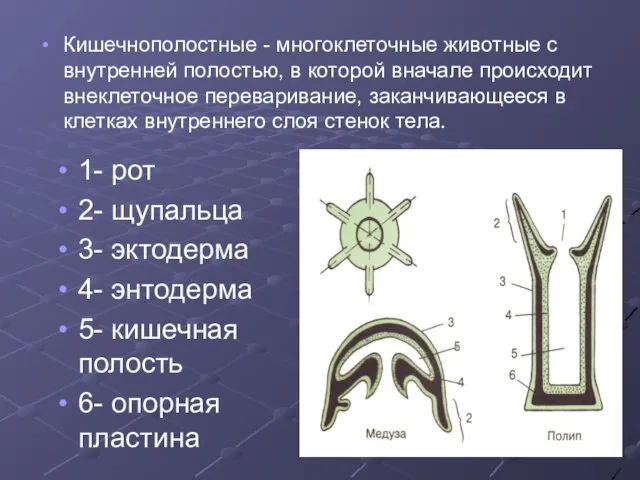 1- рот 2- щупальца 3- эктодерма 4- энтодерма 5- кишечная полость 6-