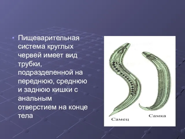 Пищеварительная система круглых червей имеет вид трубки, подразделенной на переднюю, среднюю и