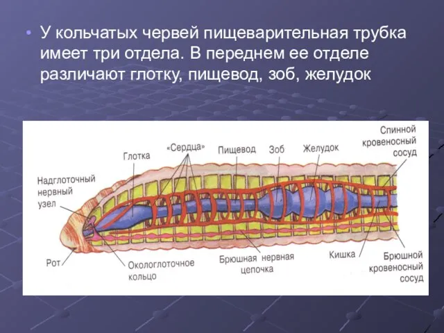 У кольчатых червей пищеварительная трубка имеет три отдела. В переднем ее отделе