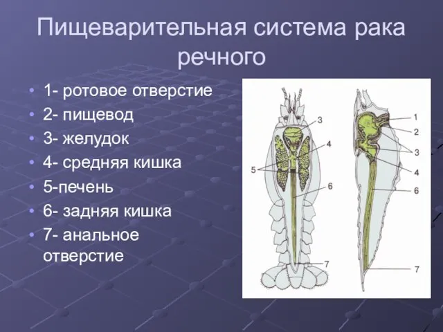 Пищеварительная система рака речного 1- ротовое отверстие 2- пищевод 3- желудок 4-