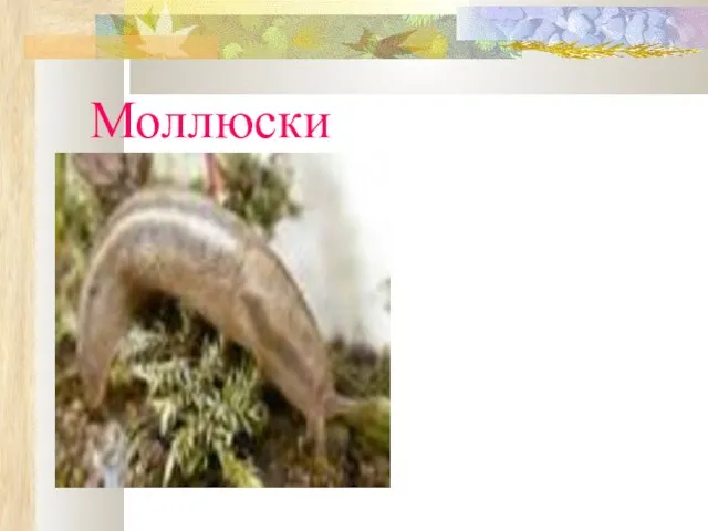 Моллюски