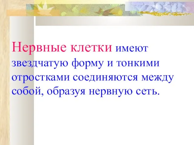 Нервные клетки имеют звездчатую форму и тонкими отростками соединяются между собой, образуя нервную сеть.