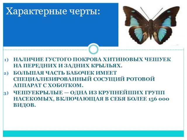 наличие густого покрова хитиновых чешуек на передних и задних крыльях. Большая часть