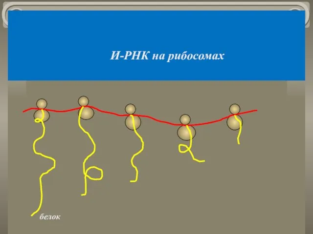 И-РНК на рибосомах белок
