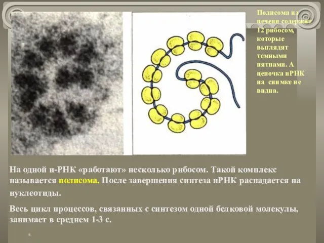 На одной и-РНК «работают» несколько рибосом. Такой комплекс называется полисома. После завершения