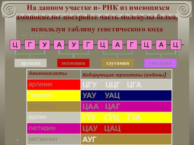 На данном участке и- РНК из имеющихся аминокислот постройте часть молекулы белка,