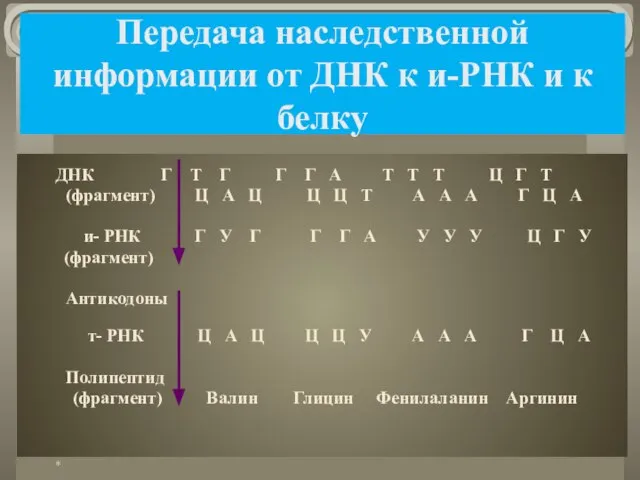 Передача наследственной информации от ДНК к и-РНК и к белку ДНК Г