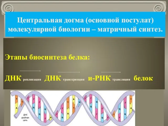 Центральная догма (основной постулат) молекулярной биологии – матричный синтез. Этапы биосинтеза белка: