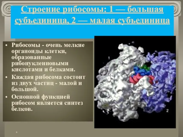 Строение рибосомы: 1 — большая субъединица, 2 — малая субъединица Рибосомы -