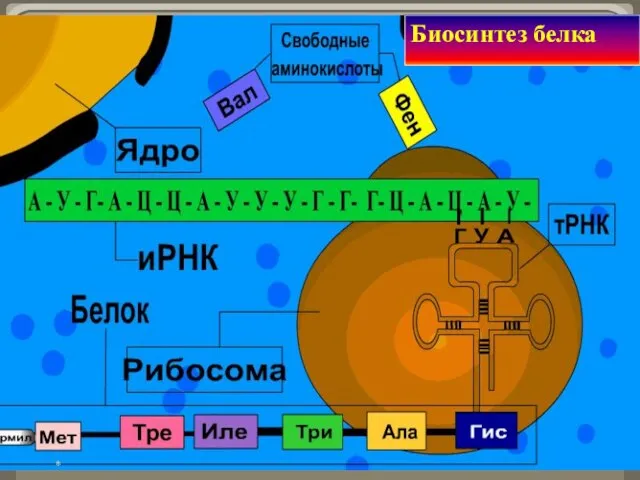 * Биосинтез белка