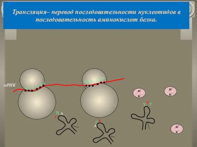 Трансляция– перевод последовательности нуклеотидов в последовательность аминокислот белка. мРНК А Г У