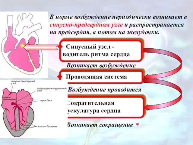 В норме возбуждение периодически возникает в синусно-предсердном узле и распространяется на предсердия,