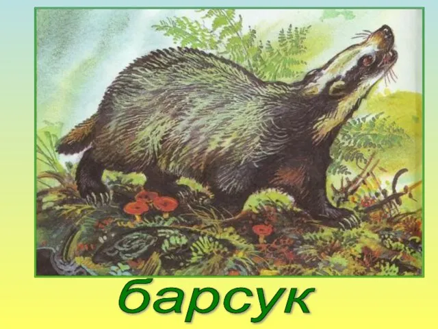 Я очень осторожный зверь. Охочусь ночью. Тело покрыто серебристо-серой жёсткой щетиной. От