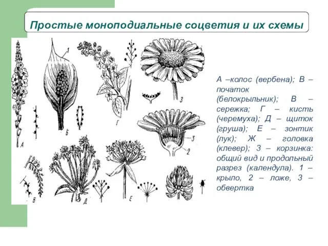Простые моноподиальные соцветия и их схемы А –колос (вербена); В – початок