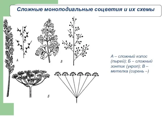 Сложные моноподиальные соцветия и их схемы А – сложный колос (пырей); Б
