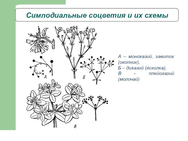 Симподиальные соцветия и их схемы А – монохазий, завиток (окопник), Б –