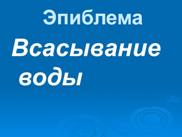 Эпиблема Всасывание воды