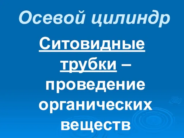 Осевой цилиндр Ситовидные трубки – проведение органических веществ