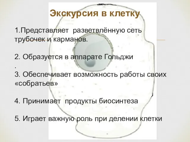 Экскурсия в клетку 1.Представляет разветвлённую сеть трубочек и карманов. 2. Образуется в