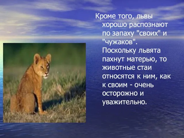 Кроме того, львы хорошо распознают по запаху "своих" и "чужаков". Поскольку львята