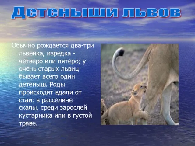 Обычно рождается два-три львенка, изредка - четверо или пятеро; у очень старых