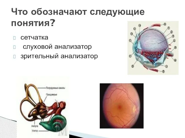 сетчатка слуховой анализатор зрительный анализатор Что обозначают следующие понятия?