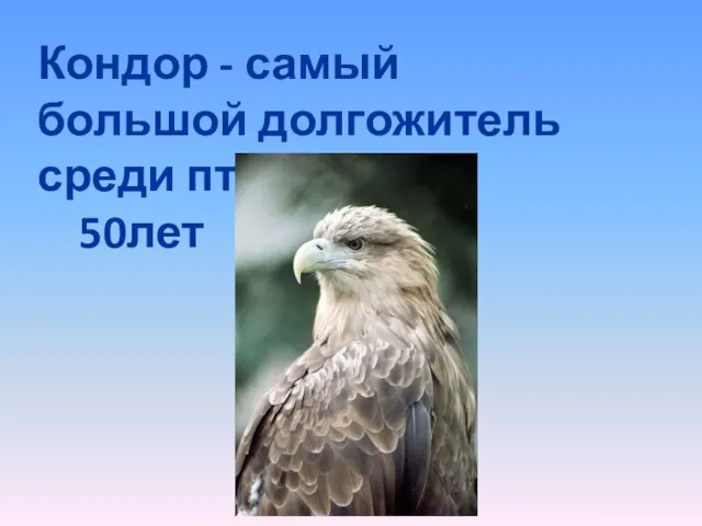 Кондор - самый большой долгожитель среди птиц 50лет