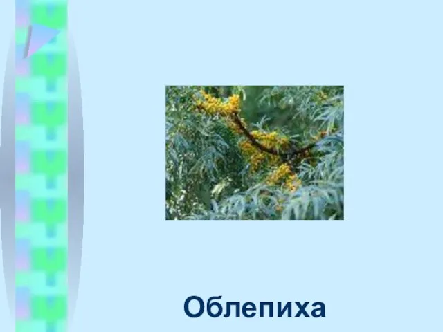 Облепиха