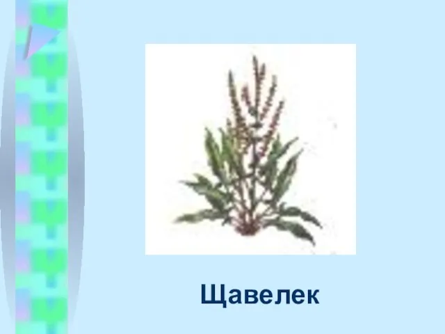 Щавелек