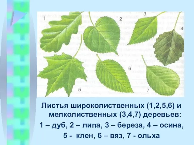 Листья широколиственных (1,2,5,6) и мелколиственных (3,4,7) деревьев: 1 – дуб, 2 –