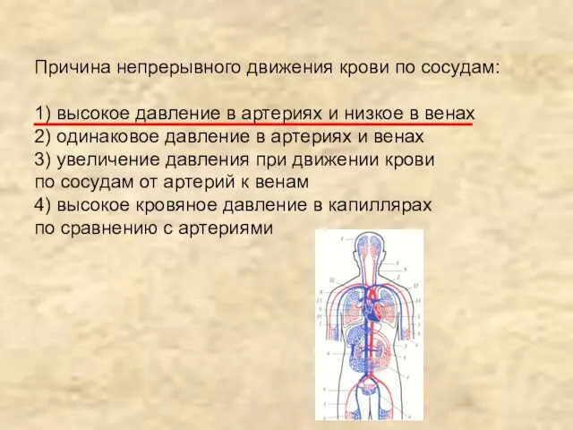 Причина непрерывного движения крови по сосудам: 1) высокое давление в артериях и