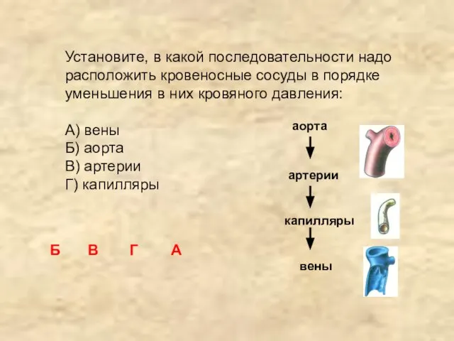 Установите, в какой последовательности надо расположить кровеносные сосуды в порядке уменьшения в