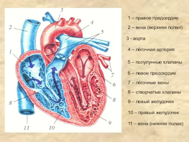 1 – правое предсердие 2 – вена (верхняя полая) 3 - аорта