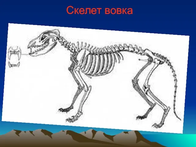 Скелет вовка